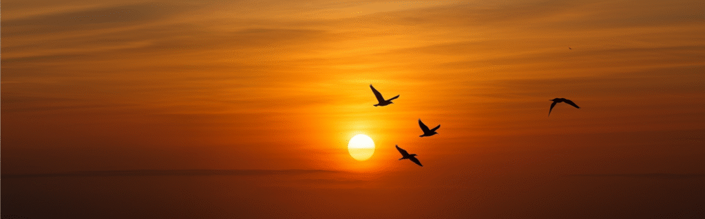 Banner der Titelseite Respekt Coaching. Ein Himmel im Morgenrot und Vögel, die frei fliegen